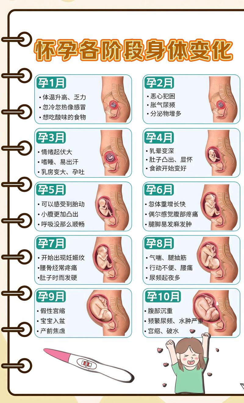 揭秘供卵代孕妈妈怀孕小腹分两节，孕期变化的奥秘黑龙江代生机构: